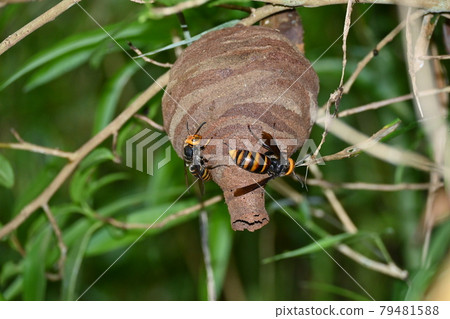 Wasp of the hornet 79481588