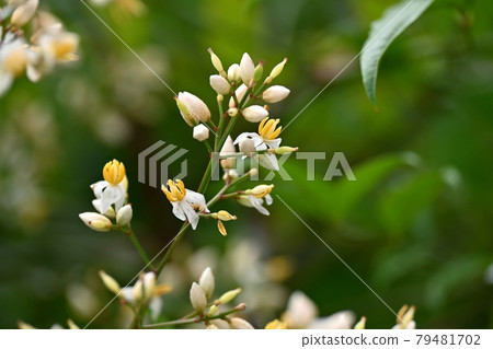 Southern flowers 79481702