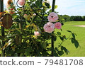 花園中的淡粉色玫瑰 2 79481708