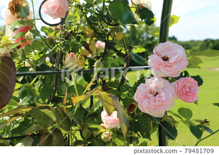Pale pink rose in the garden 1 79481709