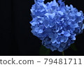 藍色繡球花特寫黑色背景 1 79481711