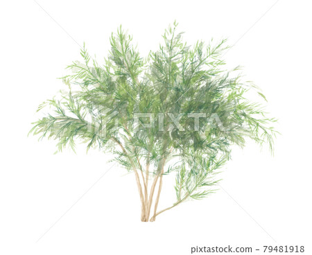 沙塔瓦里葉 79481918