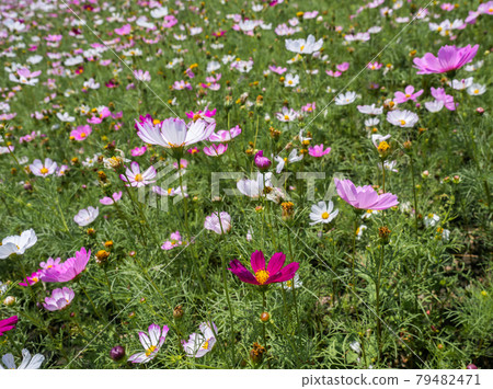 Large field of chrysanthemum grass background Large field of chrysanthemum grass background 79482471