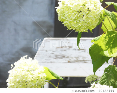 白色繡球花 79482555