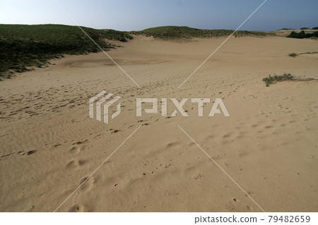 鳥取四季漫步夏季鳥取沙丘 79482659