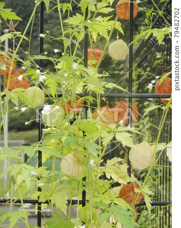 Balloon vine summer Balloon vine summer 79482702