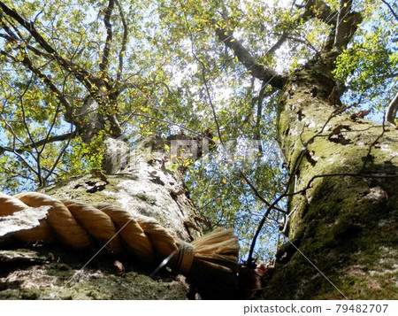Mimasaka giant tree Mimasaka giant tree 79482707