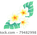 Plumeria and Monstera 79482998