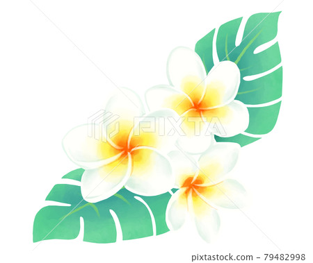Plumeria and Monstera 79482998