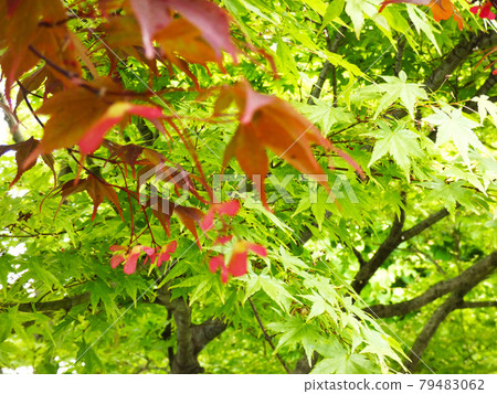 Contrast between red and green maple Contrast between red and green maple 79483062