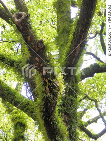 Healing giant tree covered with moss Healing giant tree covered with moss 79483063