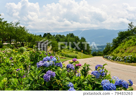 Iox Arosa Hydrangea Iox Arosa Hydrangea 79483263
