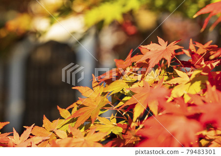 京都左京區善林寺永觀堂的秋葉 79483301