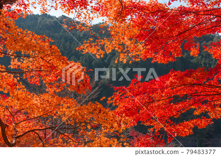 山和秋天的落葉 79483377