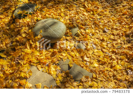 銀杏的落葉 79483378