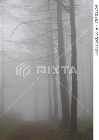 Larch in the fog Larch in the fog 79483854