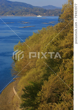 Setouchi in the fresh green season 79483977