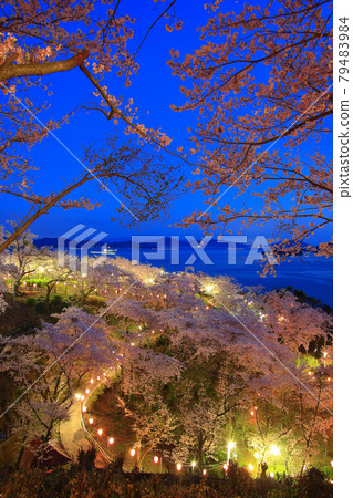 Illuminated cherry blossoms in Shofukujisan Park Illuminated cherry blossoms in Shofukujisan Park 79483984