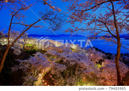 盛福寺山公園的燈火通明的櫻花 79483985