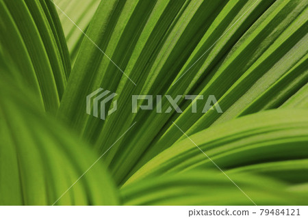 deep wrinkled plant 79484121