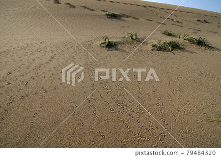 Tottori four seasons walk summer Tottori sand dunes Tottori four seasons walk summer Tottori sand dunes 79484320