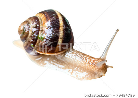 wet live snail cutout on white wet live snail cutout on white 79484789