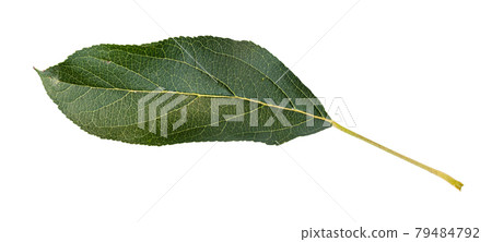 fresh green leaf of apple tree cut out on white 79484792
