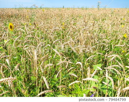 overgrown wheat field with sunflower in summer 79484799