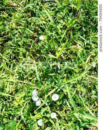 green grass on lawn in sunny summer morning 79484800