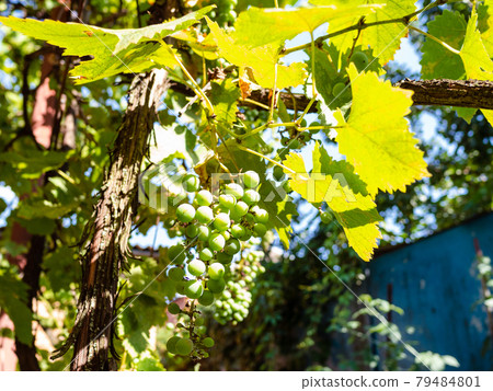 grapes lit by sun in vineyard on backyard 79484801
