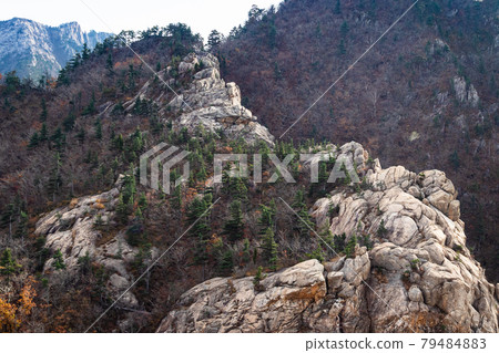 trees on old mountain in Seoraksan National Park trees on old mountain in Seoraksan National Park 79484883