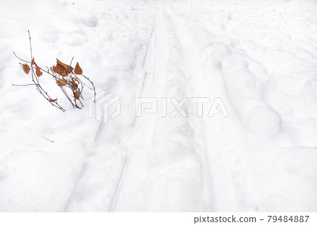 twigs near ski track in snowfield in winter twigs near ski track in snowfield in winter 79484887