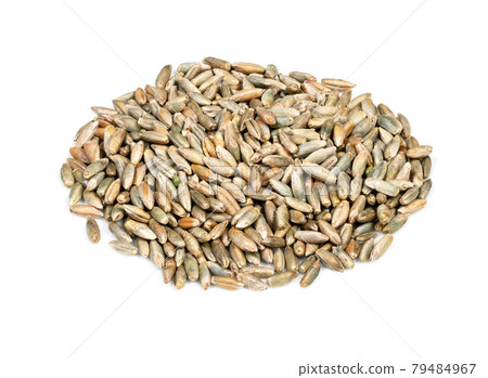 handful of husked rye grains closeup on white handful of husked rye grains closeup on white 79484967