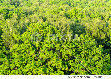 green oak tree illuminated by sunset sun in forest green oak tree illuminated by sunset sun in forest 79485100