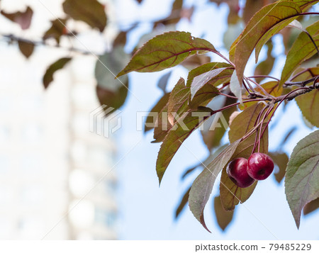 twig of crab apple tree with ripe fruits and house 79485229