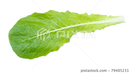 green leaf of Romaine lettuce cutout on white 79485231