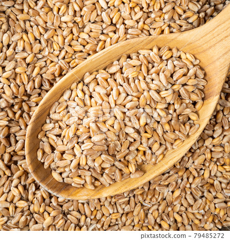 wholegrain wheat grains in wooden spoon closeup 79485272