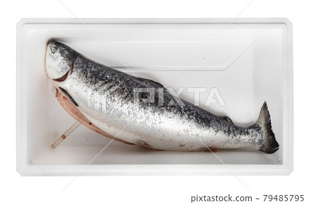gutted raw Faroese atlantic salmon in foam box gutted raw Faroese atlantic salmon in foam box 79485795
