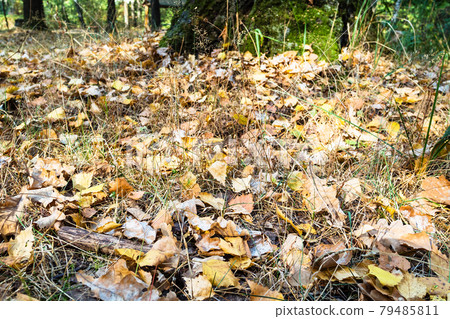 fallen oak and birch leaves close up in urban park fallen oak and birch leaves close up in urban park 79485811