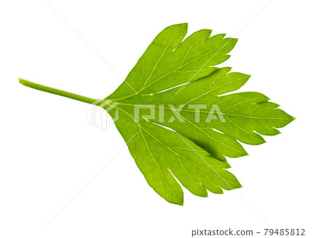 fresh green leaf of parsley herb cut out on white fresh green leaf of parsley herb cut out on white 79485812