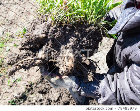 gardener holds freshly dug horseradish bush 79485979
