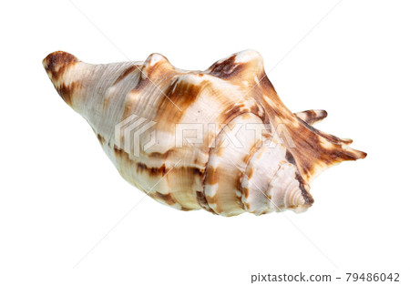 dried conch of muricidae snail cutout on white dried conch of muricidae snail cutout on white 79486042