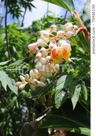 日本夏季植物和花卉 日本夏季植物和花卉 79486199