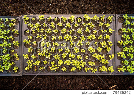 Top View of green seedling.Green seeds growing in tray on soil background.  79486242