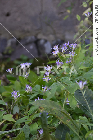 Tenryu-ji Temple, Sanshu-in Temple, Tricyrtis formosus (Taiwan Forest) 79486293