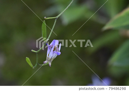 Tenryu-ji Temple, Sanshu-in Temple, Tricyrtis formosus (Taiwan Forest) Tenryu-ji Temple, Sanshu-in Temple, Tricyrtis formosus (Taiwan Forest) 79486298