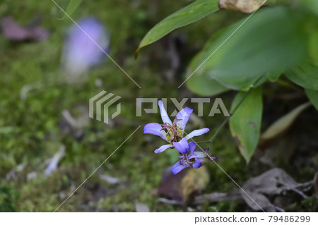 Tenryu-ji Temple, Sanshu-in Temple, Tricyrtis formosus (Taiwan Forest) 79486299