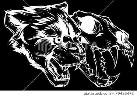 Cougar Panther Head with skull Vector illustration Cougar Panther Head with skull Vector illustration 79486478