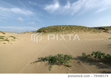 Tottori four seasons walk summer Tottori sand dunes Tottori four seasons walk summer Tottori sand dunes 79486574