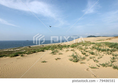 Tottori four seasons walk summer Tottori sand dunes Tottori four seasons walk summer Tottori sand dunes 79486581